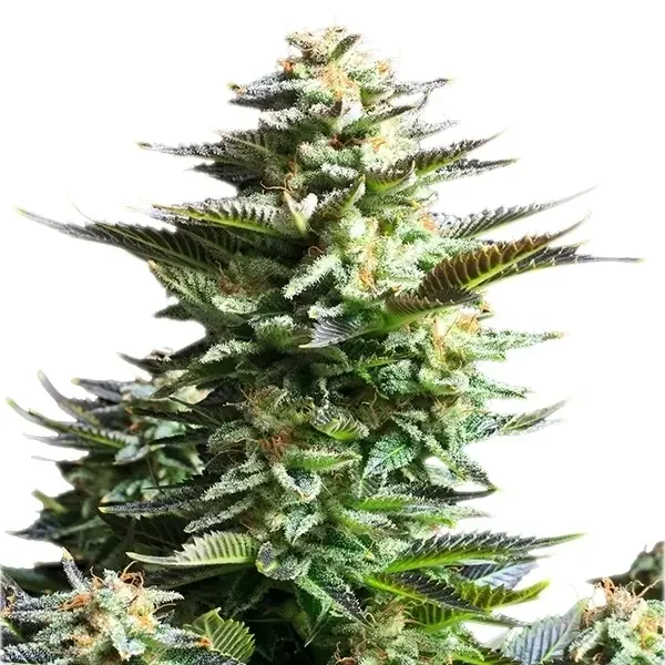 Amnesia Haze Seeds