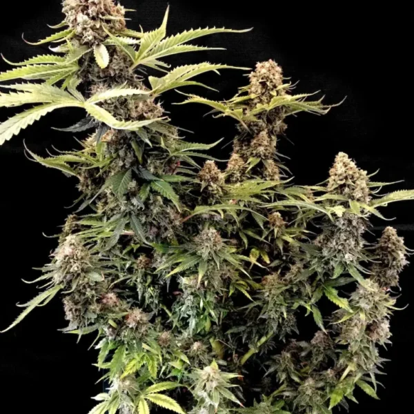 AMNESIA KUSH Seeds