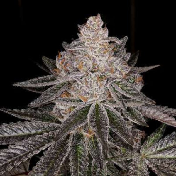 APPLE FRITTERS AUTO Seeds