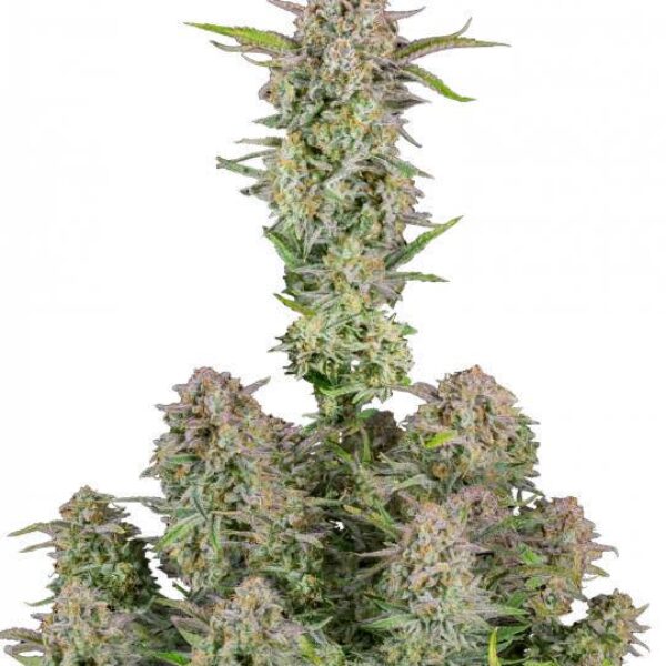 BRUCE BANNER AUTO Seeds