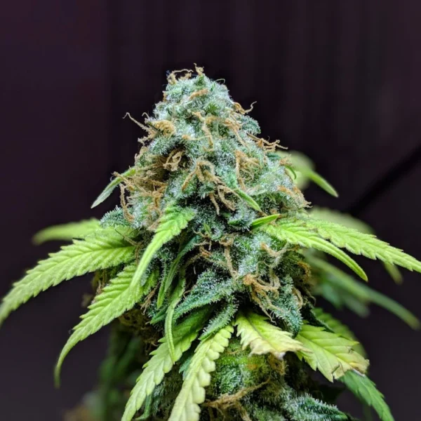 BUBHA KUSH Seeds