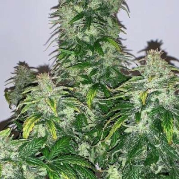 CBD RATIO 1/20 Seeds