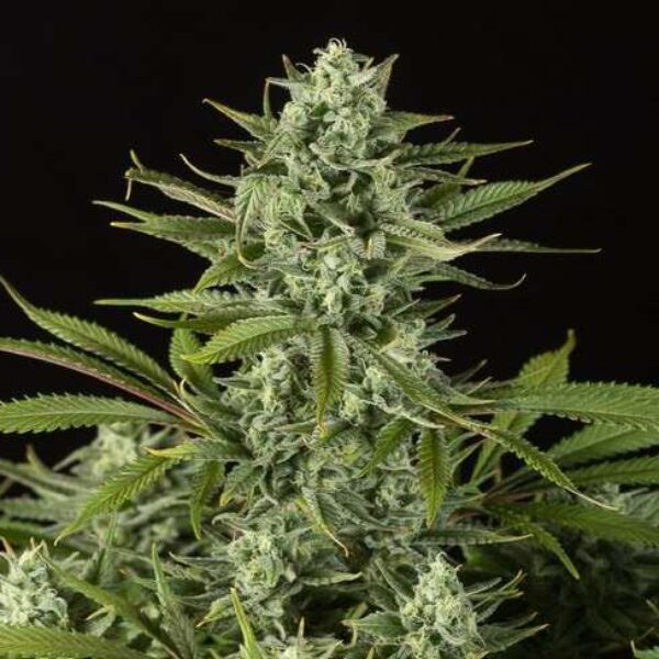 CHEESE CBD FOTODEPENDIENTE