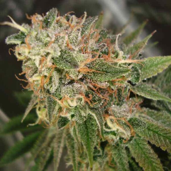 KUSH COOKIES Seeds