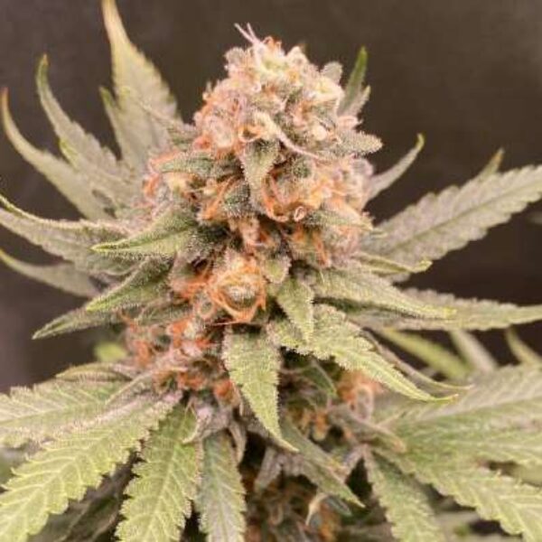 CRITICAL MASS AUTO Seeds