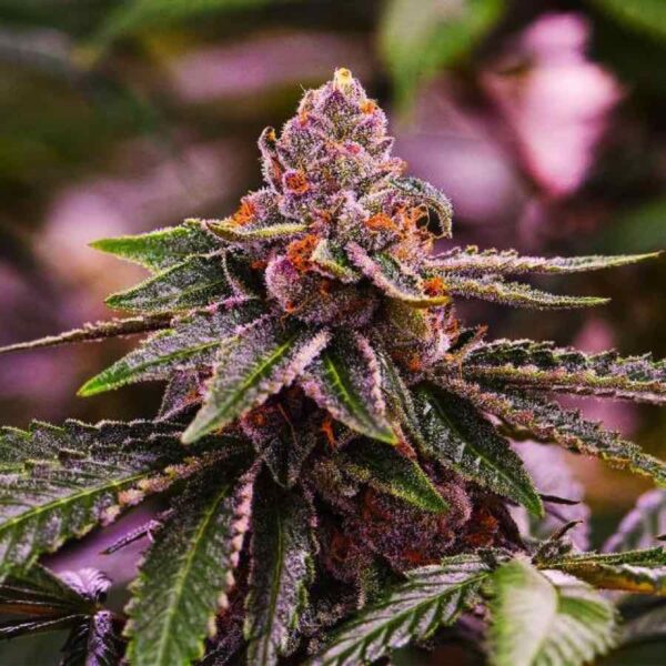 GIRL SCOUT COOKIES