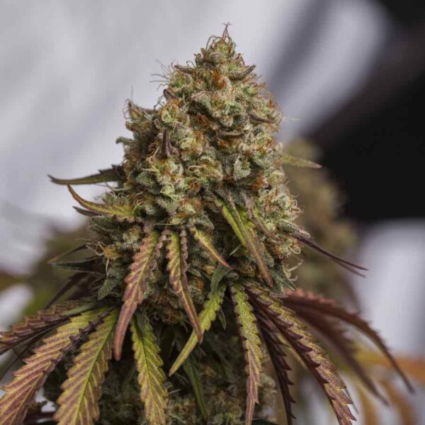 GORILLA COOKIES Seeds