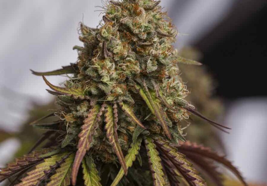GORILLA COOKIES
