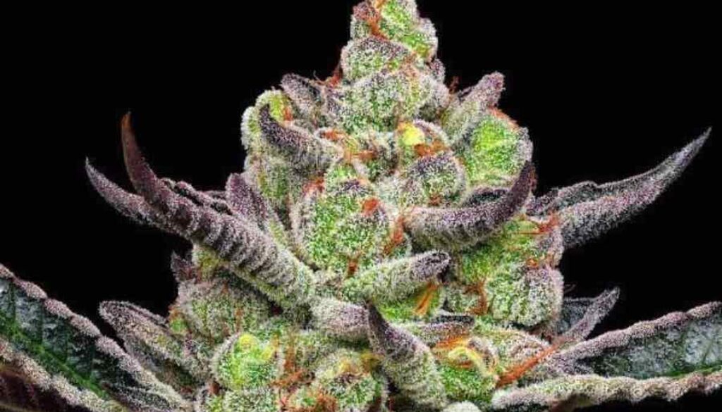 GUSH MINT
