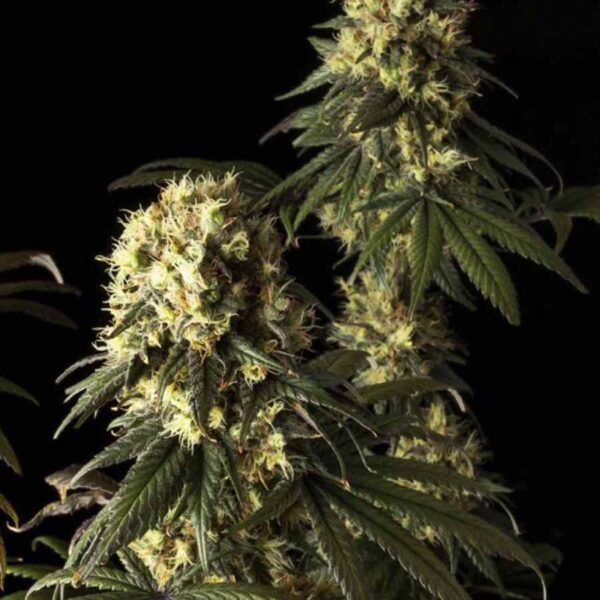 JACK HERER Seeds