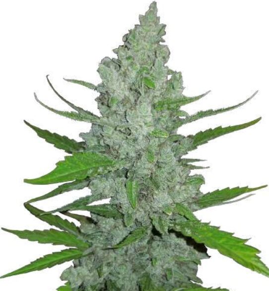 SOUR DIESEL AUTO