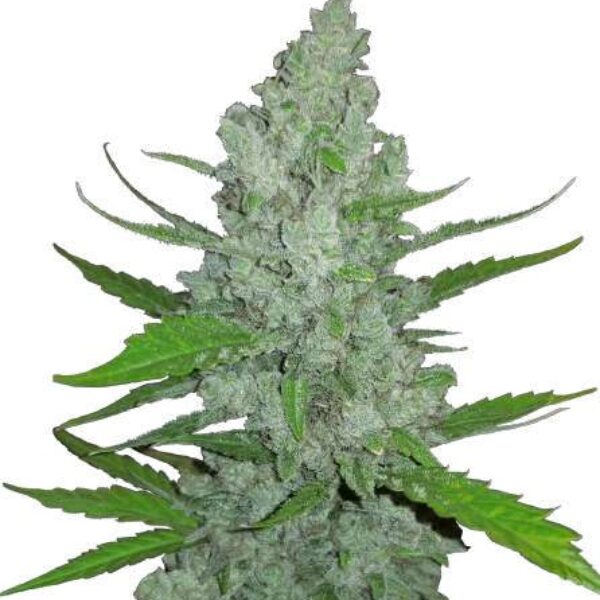 SOUR DIESEL AUTO Seeds