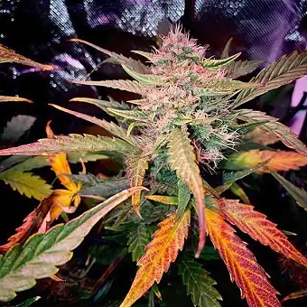 Rainbow Sherbet 11